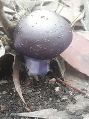 Cortinarius archeri