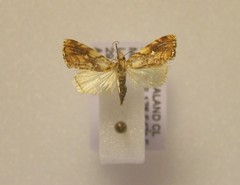 Glaucocharis selenaea