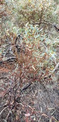 Eucalyptus socialis socialis