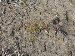 Hornungia procumbens