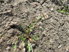 Hornungia procumbens