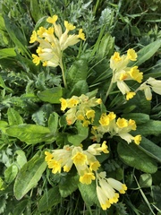 Primula veris