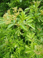 Sambucus nigra