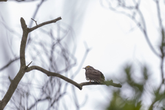 Hierococcyx sparverioides