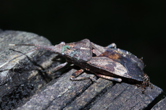 Kurrajongia