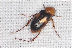 Phyllotocus bimaculatus