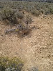 Mesembryanthemoideae