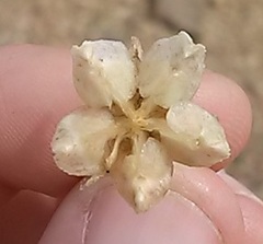 Mesembryanthemoideae