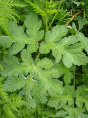Heracleum sphondylium