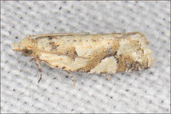 Euphona euphona