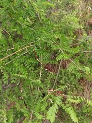 Caragana microphylla