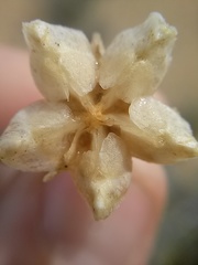 Mesembryanthemoideae