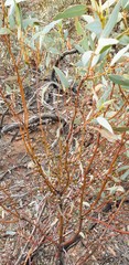 Eucalyptus socialis socialis