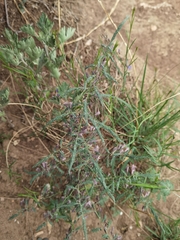 Asparagus longiflorus