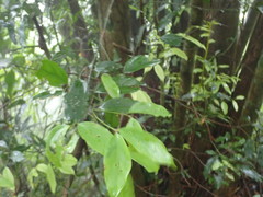 Cryptocarya chinensis