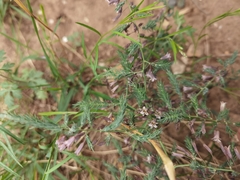Asparagus longiflorus