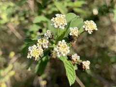 Lippia javanica