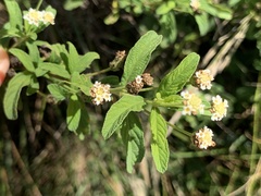 Lippia javanica