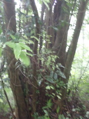 Cryptocarya chinensis