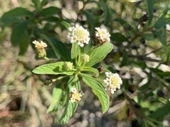 Lippia javanica