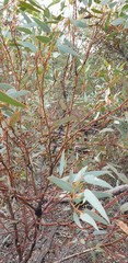Eucalyptus socialis socialis