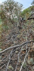 Eucalyptus socialis socialis
