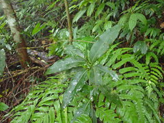 Beilschmiedia erythrophloia