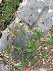 Parthenocissus henryana