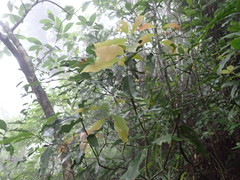 Beilschmiedia erythrophloia