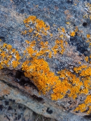 Xanthoria aureola