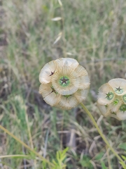 Lomelosia simplex dentata