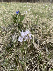 Cardamine trifida