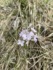 Cardamine trifida