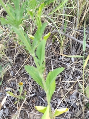 Lomelosia simplex dentata