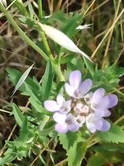 Lomelosia simplex dentata