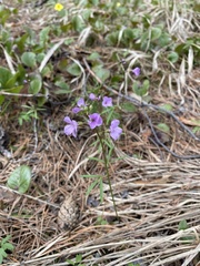 Cardamine trifida