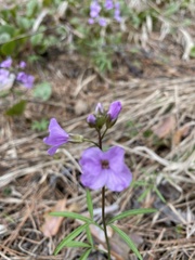 Cardamine trifida