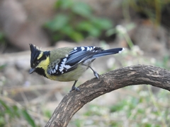 Machlolophus aplonotus