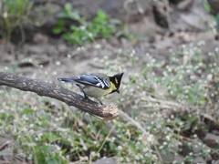 Machlolophus aplonotus