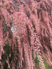 Tamarix tetrandra