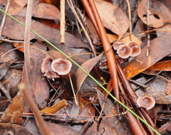 Mycena vinacea