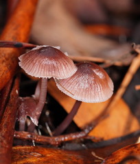 Mycena vinacea