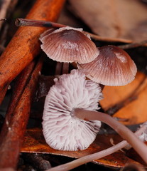 Mycena vinacea