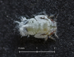 Euphyllura olivina