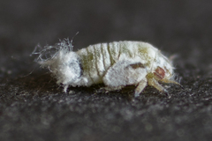 Euphyllura olivina