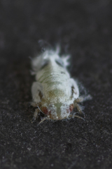 Euphyllura olivina