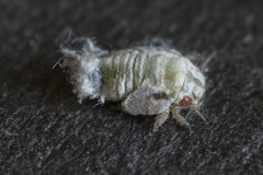 Euphyllura olivina