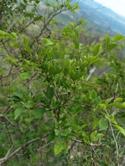 Rhamnus bungeana