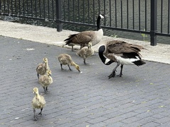 Branta canadensis