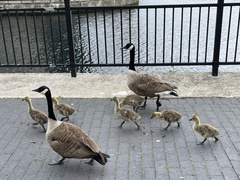 Branta canadensis